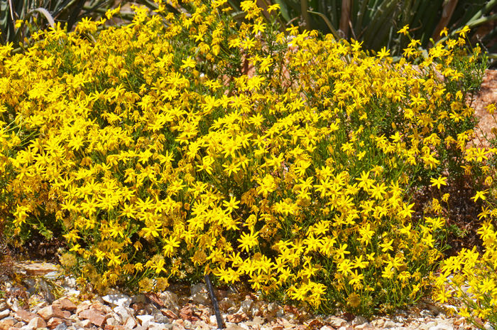 Damianita is called by many other names such as Hierba de San Nicolas, Mariola, Romerill and San Nicolas to name a few, especially in northern Mexico. Grows in elevations from 600 to 7,000 feet and is found in desert plains and mountains in heavy limestone and caliche soils (but also sandy soils). Chrysactinia mexicana 